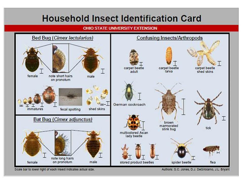 Bed Bug Identification In Philadelphia